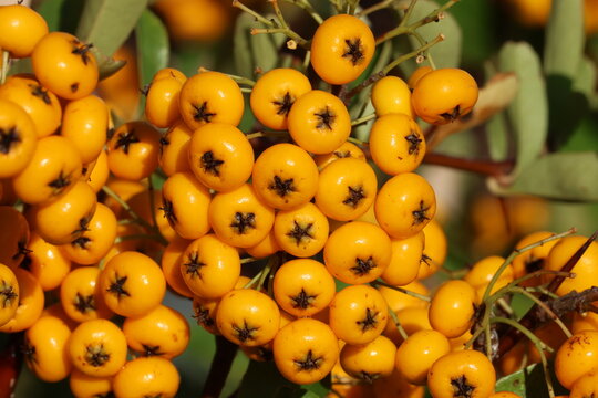 Pyracantha Saphyr Jaune ('Cadaune').  Bunch of glossy orange yellow firethorn berries attached to the plant. Also known as Saphyr yellow