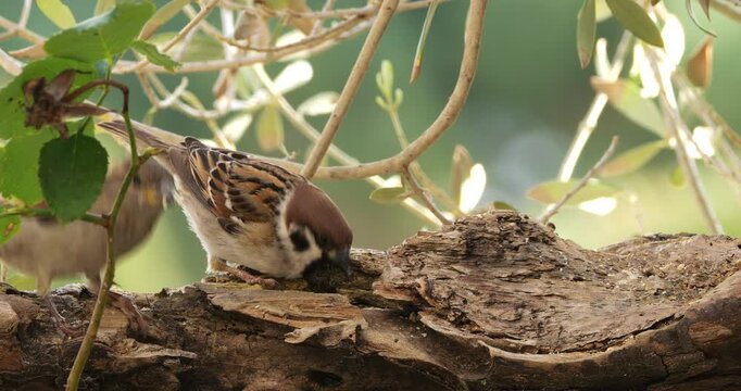 Eurasian Tree Sparrows (Passer montanus ) and House sparrow (Passer domesticus)  feeding  on a piece of wood.