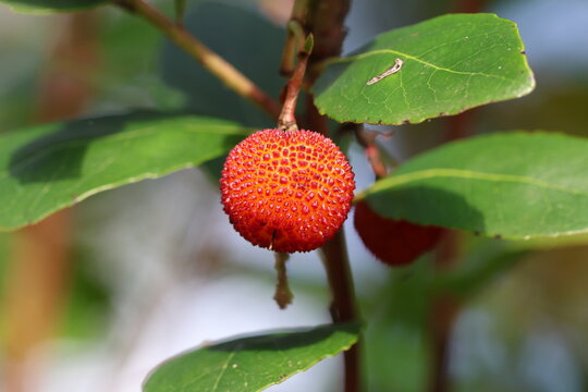 Arbutus unedo. Close up macro of a single strawberry tree fruit. 