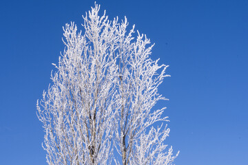 Frozen tree branches covered with frost under clear blue sky. Minimal winter nature background with copy space.
