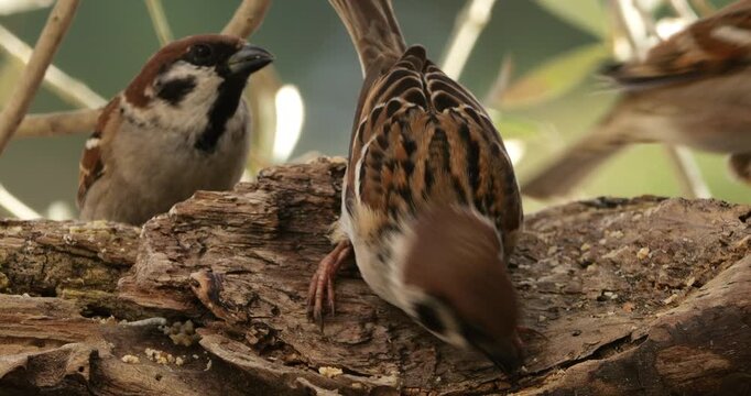 Group of Eurasian Tree Sparrows (Passer montanus ) feeding on a piece of wood.