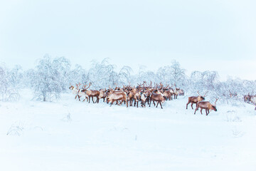 A herd of reindeer wanders through a snowy forest. © lizavetta