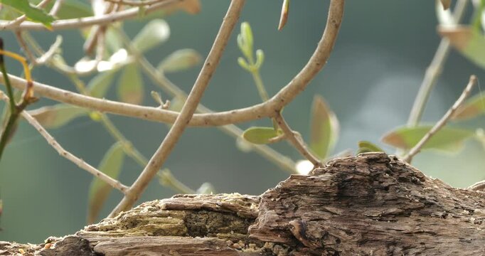Sardinian warbler ( Curruca melanocephala ). Male adult feeding on a piece of wood. Southern France