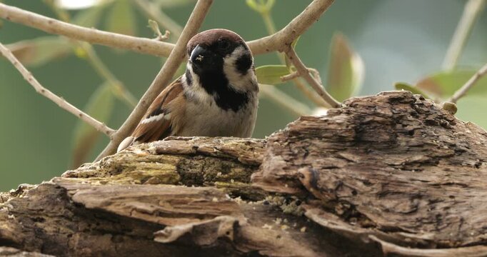 Eurasian Tree Sparrow  (Passer montanus ) feeding on a piece of wood.