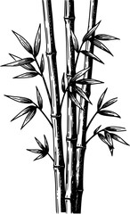 Obraz premium Black and white of bamboo stalks with delicate leaves a white background plant nature