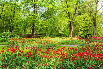 Blooming colorful tulips in the park. Tulip festival.