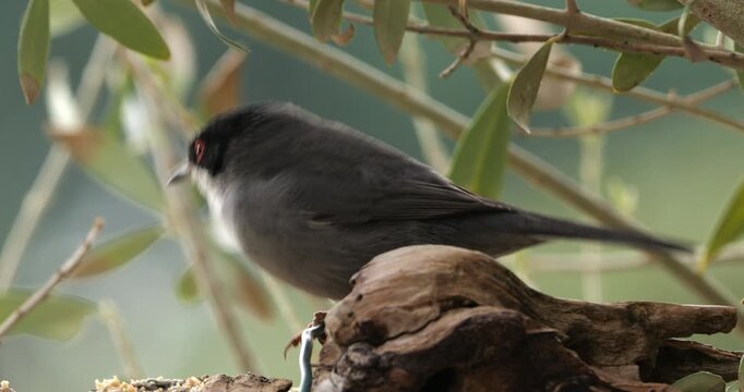Sardinian warbler ( Curruca melanocephala ). Male adult feeding on a piece of wood. Southern France
