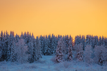 Naklejka premium Sunset in a winter forest with snow-covered fir trees. Amazing winter landscape.