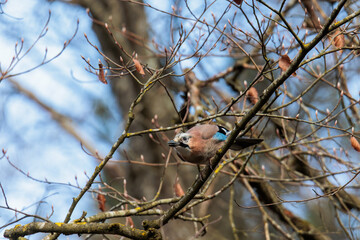 Eurasian Jay Resting Among Moss Covered Branches