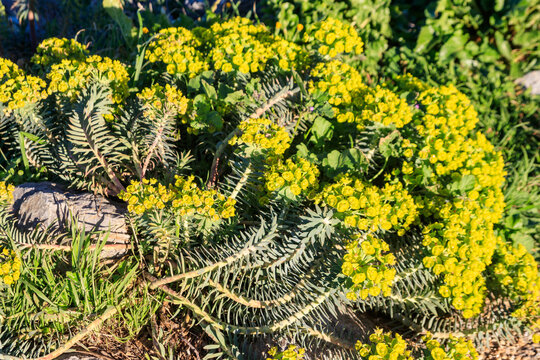 Gopher spurge or upright myrtle spurge (Euphorbia rigida)