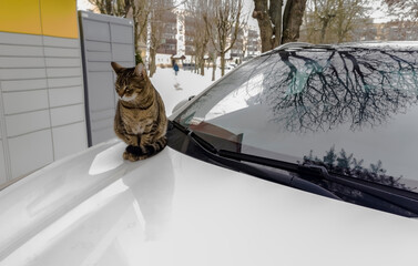 Szary, pręgowany kot siedzący na masce białego samochodu, otoczony śnieżnym krajobrazem. Nagie drzewa odbijają się w przedniej szybie samochodu, tworząc misterne wzory. W tle widać idących ludzi . © Grzegorz