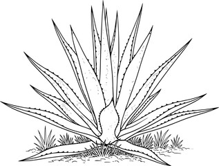 Detailed Black and White Line of a Large Agave Plant with Spiky Leaves and Grass © Papri_stock