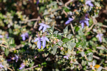 Blooming tree germander or shrubby germander (Teucrium fruticans) © olyasolodenko