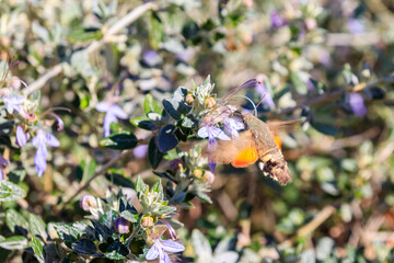 Fototapeta premium Hummingbird hawk-moth (Macroglossum stellatarum) feeding nectar from the tree germander or shrubby germander (Teucrium fruticans)