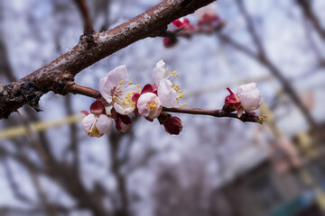 Fresh white flower opening on fruit tree branch. Macro spring detail with soft bokeh background, natural garden atmosphere and seasonal growth concept.