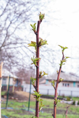 Tender raspberry leaves emerging on branch in early spring. Natural rural garden scene with shallow depth of field and growth concept.