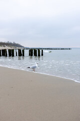 Fototapeta premium Seagull standing on sandy beach near wooden groynes by sea under overcast sky