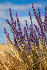 Fototapeta premium Lavender flowers blooming among golden wheat field under blue sky in summer landscape