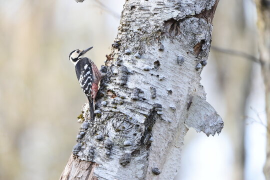 The white-backed woodpecker (Dendrocopos leucotos stejnegeri) is a Eurasian woodpecker belonging to the genus Dendrocopos. This photo was taken in Nagano Pref. Japan.