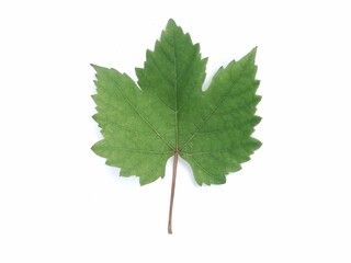 Fototapeta premium Green grape leaf isolated on white background. Perfect for viticulture, wine industry, and nature-themed designs