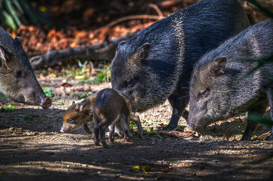 A baby collared peccary standing beside three adult peccaries on a forest floor, surrounded by natural vegetation.