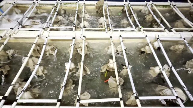 Abalone in white mesh bags in bubbling tanks on aquafarm ready for export