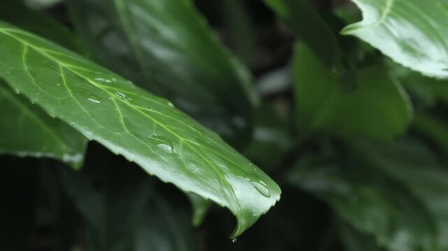 Water drops from heavy shower on laurel leaves