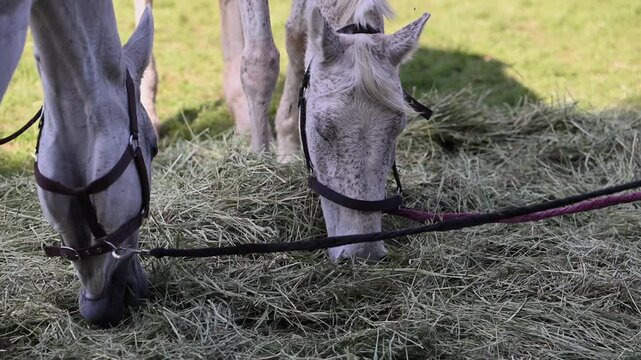 Horses eating grass peacefully at the International Endurance Village in the UAE