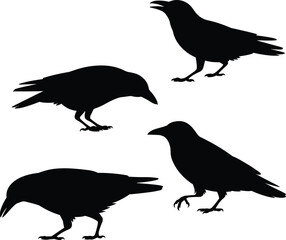 Fototapeta premium Crow silhouettes set black birds raven poses isolated vector illustration wildlife collection nature graphic design
