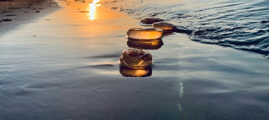 jellyfish on the coast of the Baltic Sea © Elena