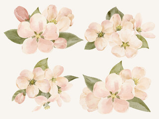 Obraz premium Watercolor apple blossom clusters with tender pink petals. Hand painted floral elements isolated for spring decoration and textile design.