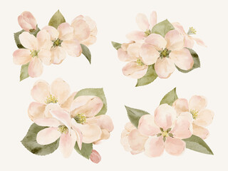 Fototapeta premium Watercolor apple blossom arrangements in soft airy pastel shades. Hand painted floral compositions isolated for elegant decorative projects.