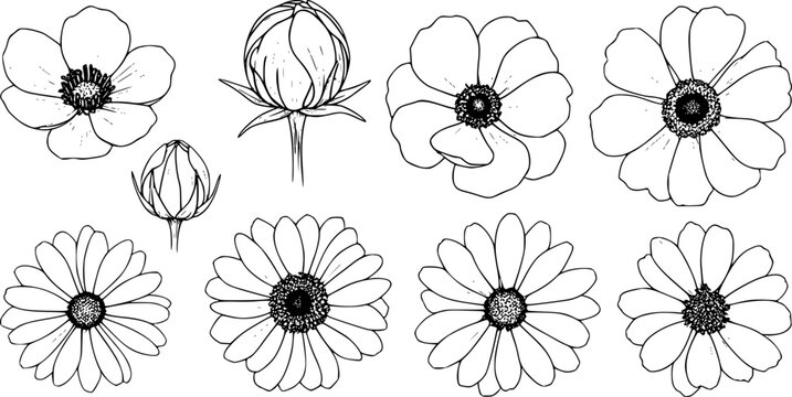 Hand drawn floral with anemone and daisy flowers and buds white background