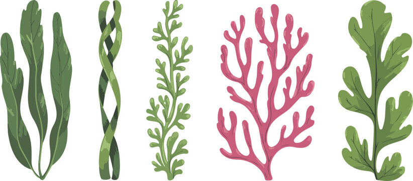 Smooth outline illustration of underwater greenery, colorful sea plants, red and green algae collection, natural healthy edible marine vegetation