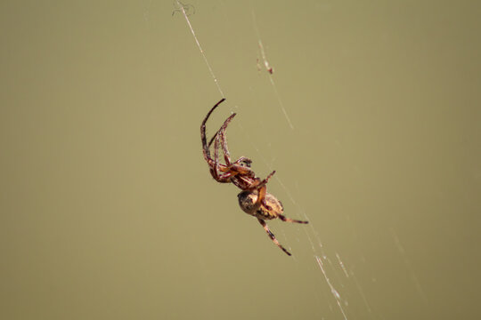 ara&ntilde;a