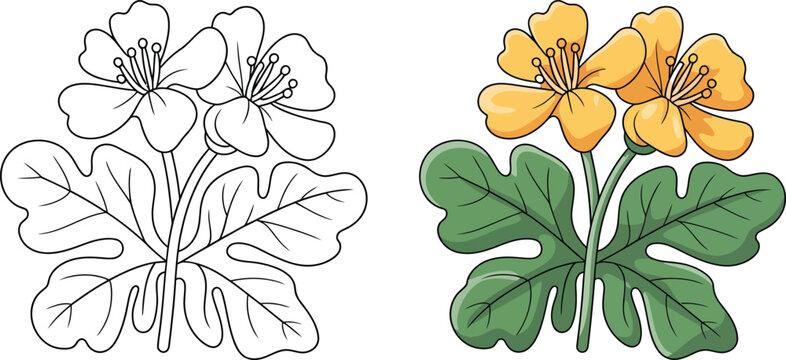 Chelidonium Majus Flower Coloring Page Vector Illustration