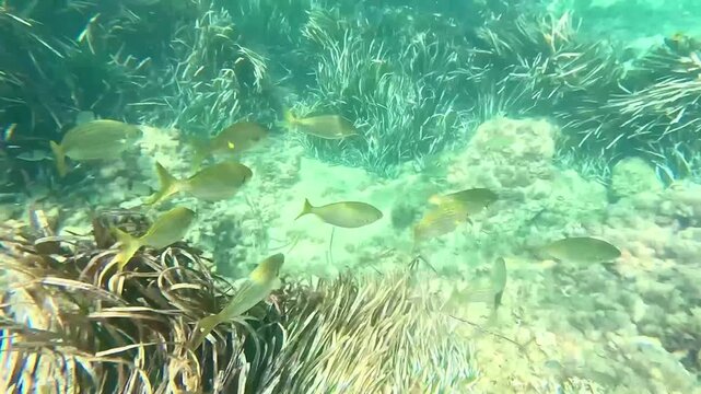 Peces amarillos entre praderas de Posidonia