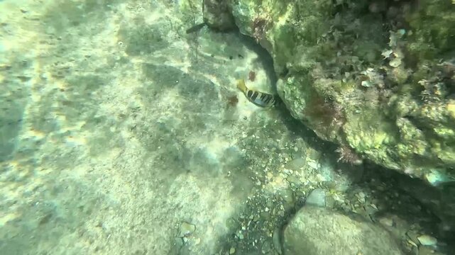 Dos peces de roca escondi&eacute;ndose en la roca