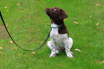 Stabyhoun Stabijhoun puppy dog  © E