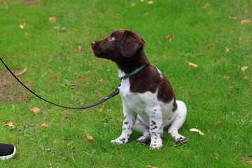 Stabyhoun Stabijhoun puppy dog  © E