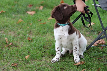 Stabyhoun Stabijhoun puppy dog  © E