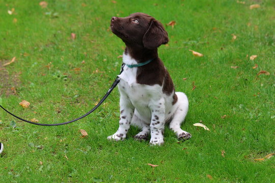 Stabyhoun Stabijhoun puppy dog
