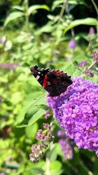 Close-up of butterfly resting on purple panicle flower in summer