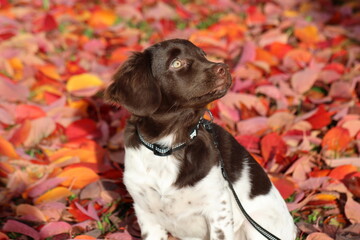 Stabyhoun Stabijhoun puppy dog © E