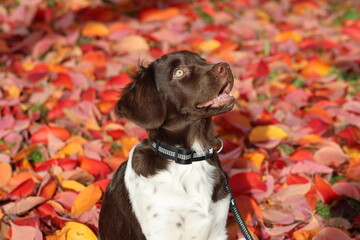 Stabyhoun Stabijhoun puppy dog © E