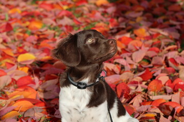 Stabyhoun Stabijhoun puppy dog © E