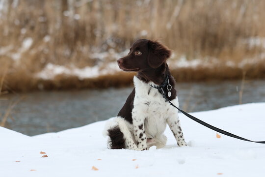 Stabyhoun Stabijhoun puppy dog