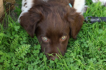 Stabyhoun Stabijhoun puppy dog  © E