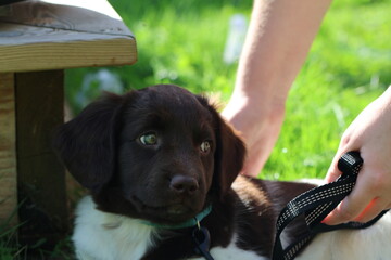 Stabyhoun Stabijhoun puppy dog  © E