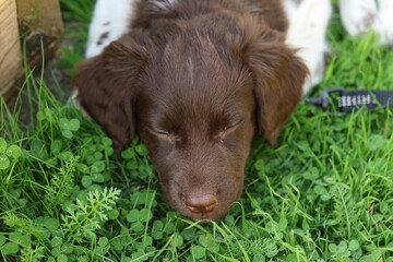 Stabyhoun Stabijhoun puppy dog  © E